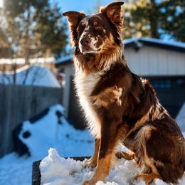 Woody - Australian Shepherd