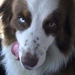 Tucker  - Australian Shepherd