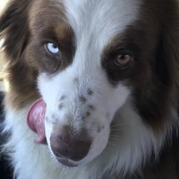 Tucker  - Australian Shepherd