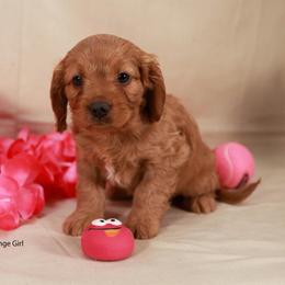 Orange Girl Cavadoodle - Red female Assorted Doodle Crosses puppy in Colonial Beach, Virginia from Bristol Mine Kennels
