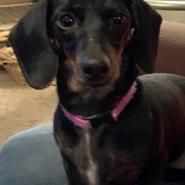 Dachshunds from Northridge Farm