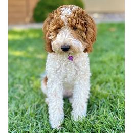 Stormy - Goldendoodle