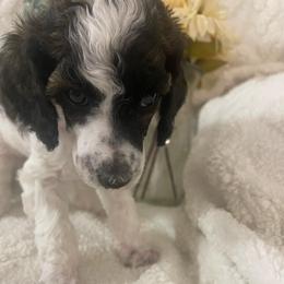 Punky - Parti female Poodle puppy in Randallstown, Maryland from Parson Standards