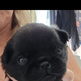Archie - Wheaten male Brussels Griffon puppy in Welch, Minnesota from Baringer Brussels