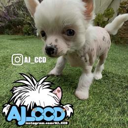 Chinese Crested Puppies from Aj_CCD