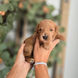 Light Blue Collar - Red  male Goldendoodle puppy in Somerville, Alabama from Southern Enchanted Doodles