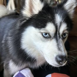 Kimber - Pomsky