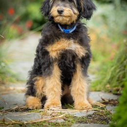 Dark blue - Black tri-color male Aussiedoodle puppy in Grants Pass, Oregon from Woodwind Miniatures