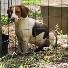 Beagle puppies from Rajun Cajun Kennels
