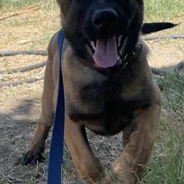 Belgian Malinois Puppies from BlueStone