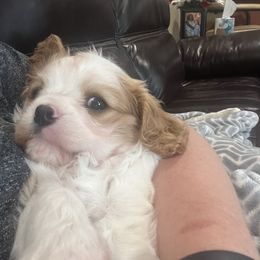 Cavalier King Charles Spaniel Puppies from NJ Cavalier King Charles Breeder