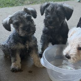 Miniature Schnauzers from Sissy’s Schnauzers