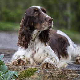 Mina - English Springer Spaniel