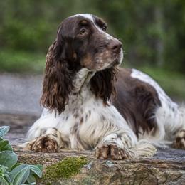 Mina - English Springer Spaniel