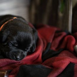 Labrador Retriever Puppies from Hartsells Retrievers