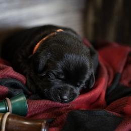 Labrador Retriever Puppies from Hartsells Retrievers