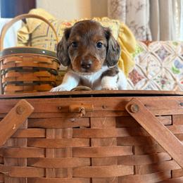 Ivy - Piebald female Dachshund puppy in Cabool, Missouri from Hidden Valley Farms