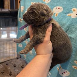 Olivia - Blue female German Shepherd puppy in Watervliet, Michigan from M&M Shepherd Farms