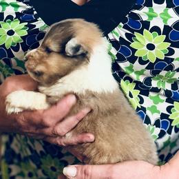 Boy 3 - Sable merle and white male Shetland Sheepdog puppy in Pleasant Shade, Tennessee from Odyssey Shetland Sheepdogs