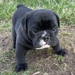 Bulldog and German Shorthaired Pointer Puppies from LyonHeart