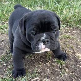 Bulldog and German Shorthaired Pointer Puppies from LyonHeart
