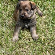 Berger Picard Puppies from Zia Picards Kennel