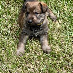 Berger Picard Puppies from Zia Picards Kennel