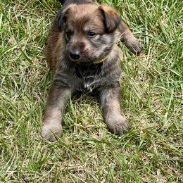Berger Picard Puppies from Zia Picards Kennel