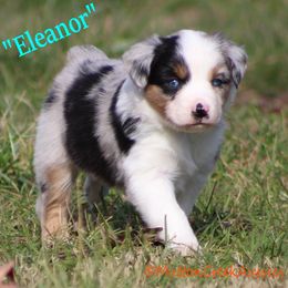 Miniature Australian Shepherd Puppies from Mutton Creek Aussies