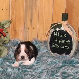 Alax - Black white and brown male Basset Hound puppy in Dover, Arkansas from S&S American Bassets