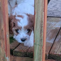Dex - Blenheim male Cavapoo puppy in Newport, North Carolina from Crystal Coast Cavapoodles