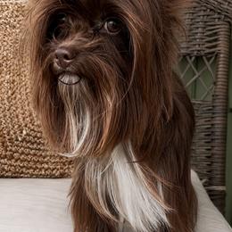Brownie - Yorkshire Terrier
