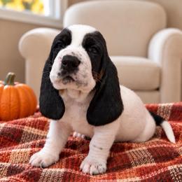 Barney - Black brown and white male Basset Hound puppy in Pilot Mtn, North Carolina from Lowdown Love Basset Hounds