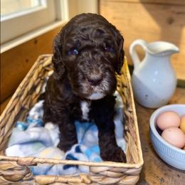 White collar - Chocolate female Goldendoodle puppy in Sanderson, Florida from Serenity Goldendoodles