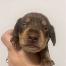 Leo - Chocolate and tan male Dachshund puppy in Miami, Florida from Maitime Dachshund
