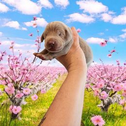 Silver boy 2 - Silver gray male Weimaraner puppy in Rancho Cucamonga, California from Freehart's Weimaraners