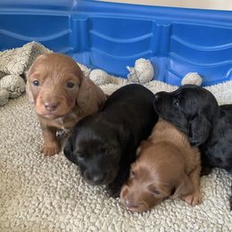 Baby 4 - Fawn (Isabella) male Dachshund puppy in Pittsboro, North Carolina from Hannau Doxies