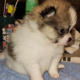 Girl 2 - Tri-colored female Pomeranian puppy in Turnersville, New Jersey from MK Exquisite Poms