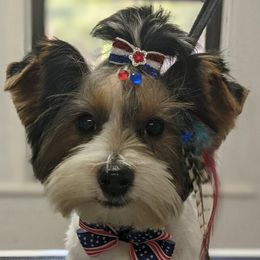 Daisy - Yorkshire Terrier