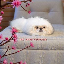 AKC Vanier's Arm Candy - White female Pekingese puppy in Texas from Vanier Pekingese
