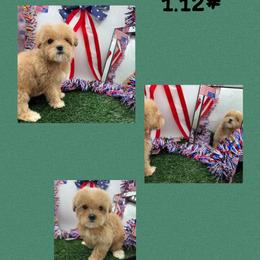 Barbie - Apricot female Maltipoo puppy in Wayland, New York from Loris Pampered Pooches💕