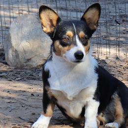 Tada - Pembroke Welsh Corgi