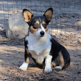 Tada - Pembroke Welsh Corgi