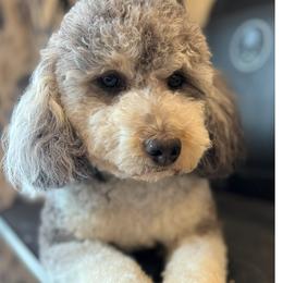 Bernedoodle Puppies from Land of Oz Doodles
