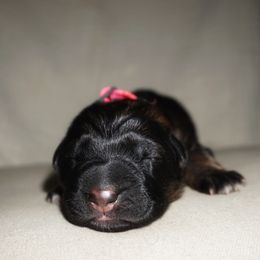 Brownie - Sable female German Shepherd puppy in Pickens, South Carolina from Von Maqqedah Haus German Shepherds