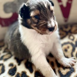 Shetland Sheepdogs from KW Kennels