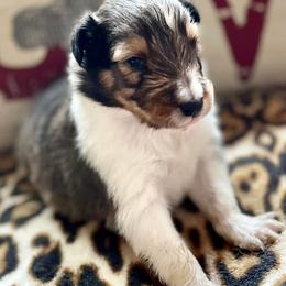 Shetland Sheepdogs from KW Kennels