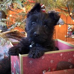 Red - Black male Scottish Terrier puppy in Moyie Springs, Idaho from Avonlea Terriers