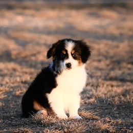 Lincoln - Black tri male Miniature American Shepherd puppy in Snyder, Texas from RLA Miniature American Shepherds