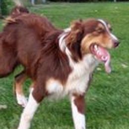 Dawson - Miniature Australian Shepherd